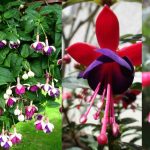 Лучшие сорта и виды фуксии