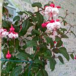 Лучшие сорта и виды фуксии