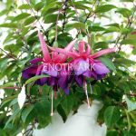 Лучшие сорта и виды фуксии