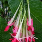 Лучшие сорта и виды фуксии