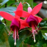 Лучшие сорта и виды фуксии