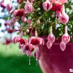 Лучшие сорта и виды фуксии