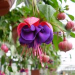 Лучшие сорта и виды фуксии