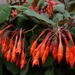 Лучшие сорта и виды фуксии