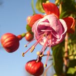 Лучшие сорта и виды фуксии