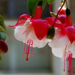 Лучшие сорта и виды фуксии