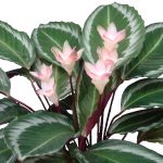 Характеристика лучших видов калатеи