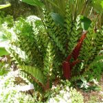 Характеристика лучших видов калатеи