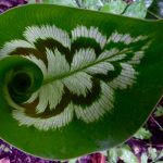 Характеристика лучших видов калатеи