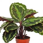 Характеристика лучших видов калатеи