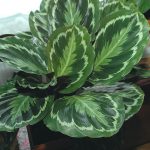 Характеристика лучших видов калатеи