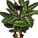 Характеристика лучших видов калатеи