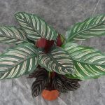 Характеристика лучших видов калатеи