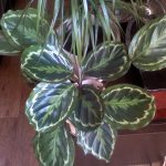 Характеристика лучших видов калатеи