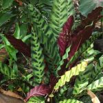 Характеристика лучших видов калатеи