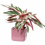 Характеристика лучших видов калатеи