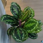 Характеристика лучших видов калатеи