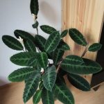 Характеристика лучших видов калатеи