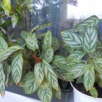 Характеристика лучших видов калатеи