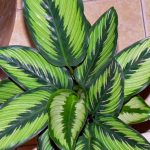 Характеристика лучших видов калатеи