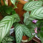 Характеристика лучших видов калатеи