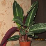 Характеристика лучших видов калатеи