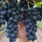 Проверенный временем сорт винограда «Молдова»