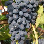 Проверенный временем сорт винограда «Молдова»