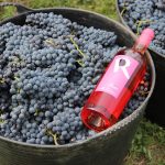 Проверенный временем сорт винограда «Молдова»