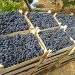 Проверенный временем сорт винограда «Молдова»