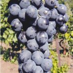 Проверенный временем сорт винограда «Молдова»