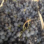 Проверенный временем сорт винограда «Молдова»