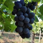 Проверенный временем сорт винограда «Молдова»