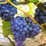 Проверенный временем сорт винограда «Молдова»