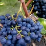 Проверенный временем сорт винограда «Молдова»