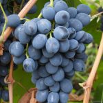 Проверенный временем сорт винограда «Молдова»