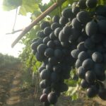 Проверенный временем сорт винограда «Молдова»