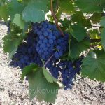 Проверенный временем сорт винограда «Молдова»