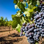 Проверенный временем сорт винограда «Молдова»