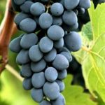 Проверенный временем сорт винограда «Молдова»
