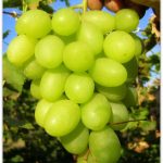 Описание процесса выращивания винограда сорта «Настя»