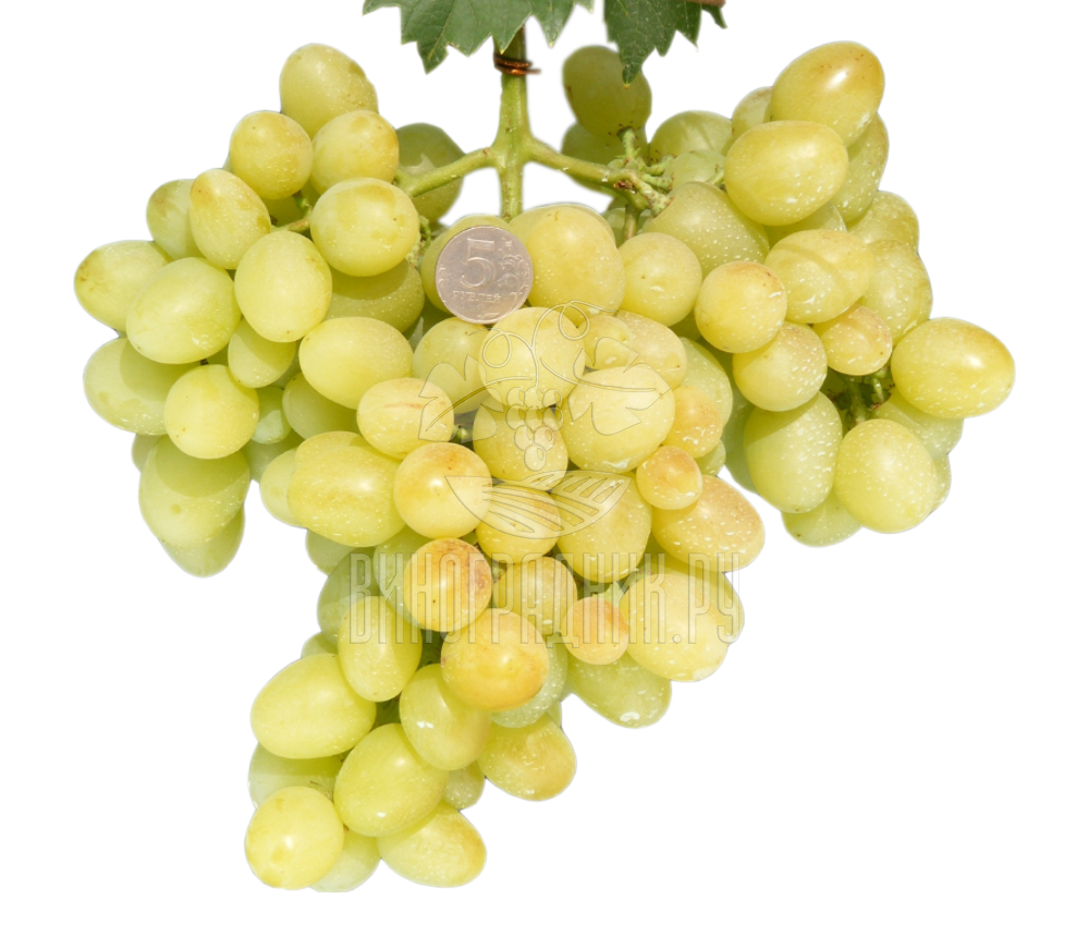 Сорт винограда аркадия настя фото и описание