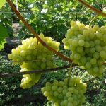 Описание процесса выращивания винограда сорта «Настя»