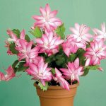 Декабрист (зигокактус): правила выращивания в домашних условиях