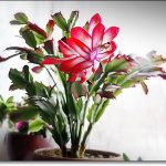 Декабрист (зигокактус): правила выращивания в домашних условиях