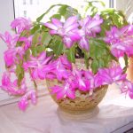 Декабрист (зигокактус): правила выращивания в домашних условиях