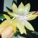 Декабрист (зигокактус): правила выращивания в домашних условиях