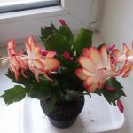 Декабрист (зигокактус): правила выращивания в домашних условиях