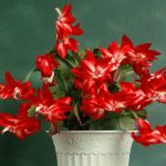 Декабрист (зигокактус): правила выращивания в домашних условиях