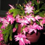 Декабрист (зигокактус): правила выращивания в домашних условиях